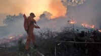 Kebakaran Hutan - Kebakaran Hutan -